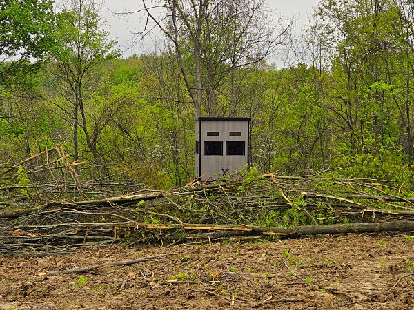 Camouflaged Hunting Blind in a Forested Area with Dense Foliage