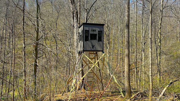 Elevated Hunting Blind in Forested Area, Surrounded by Tall Trees