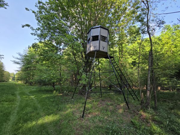 Elevated Hunting Blind in Lush Green Forest